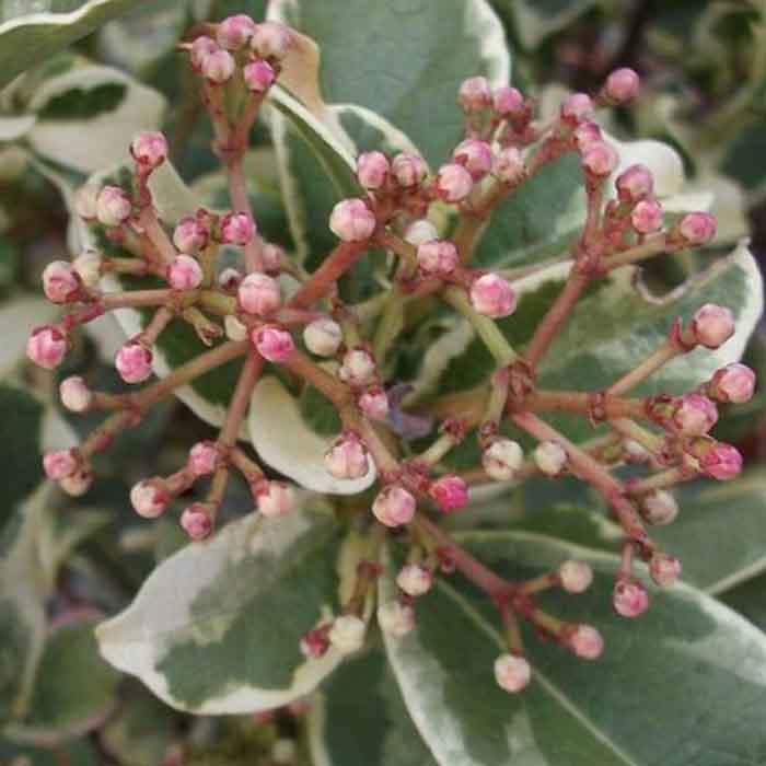 viburnum-tinus-variegatum-alacali-yaprak-dokmeyen-kartoputuylu-kartopu-bitkisi